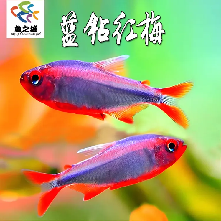 蓝钻红梅灯鱼热带淡水鱼观赏鱼群游宝莲灯黑剑毒药天使米奇玛丽鱼