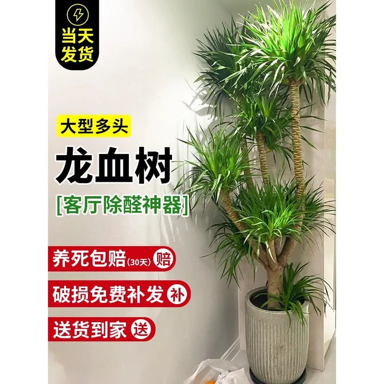 龙血树客厅旺宅真绿植老桩多头龙须树办公室内好养植物除甲醛盆景