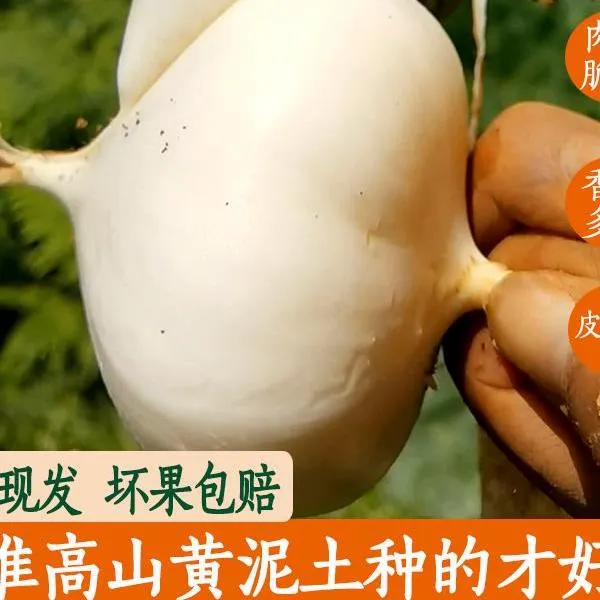 正宗贵州地萝卜现挖现发农家沙葛地瓜凉薯土瓜嫩脆多汁3/8斤