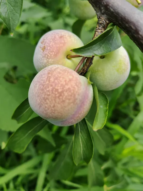 四川脱骨李茵红李半边红脆甜可口离核当季水果现摘现发果园直供