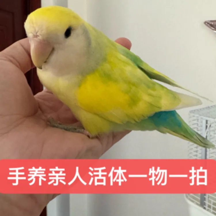手养亲人鹦鹉一物一拍