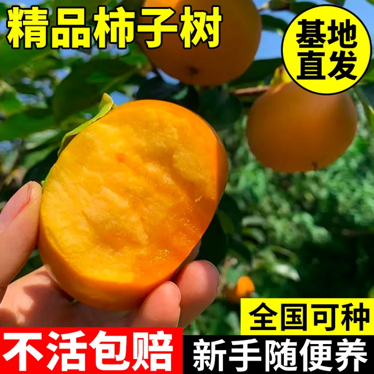 柿子树南北方种植柿子树苗火晶柿子柿子树苗正宗脆甜柿子特大柿子商品图