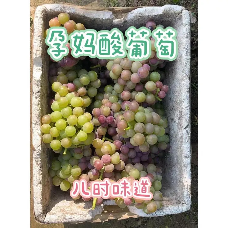 老树葡萄经典巨峰新鲜当季脆甜多汁葡萄果园现摘现发果香浓郁