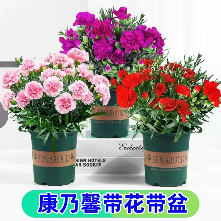 康乃馨盆栽带花苞四季花卉室内花阳台观花植物易活大花苗当年开花