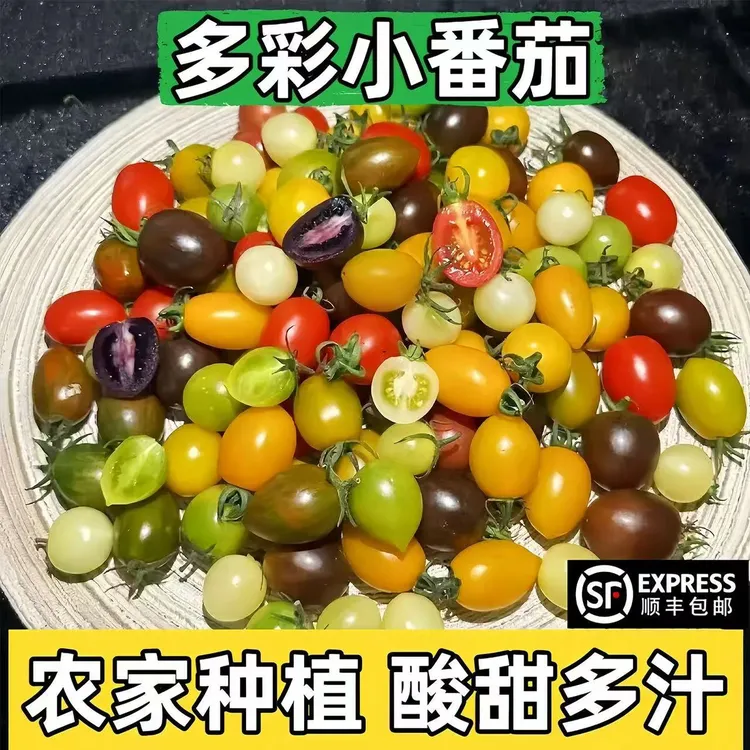 顺丰包邮七彩小番茄随机多色圣女果酸甜多汁新鲜采摘