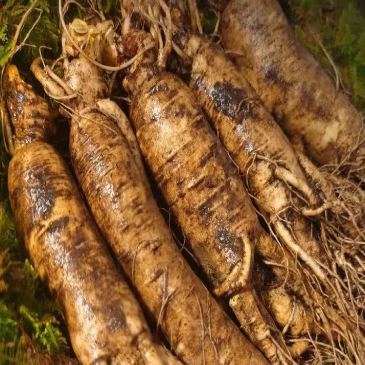 大支残参 长白山现挖人参