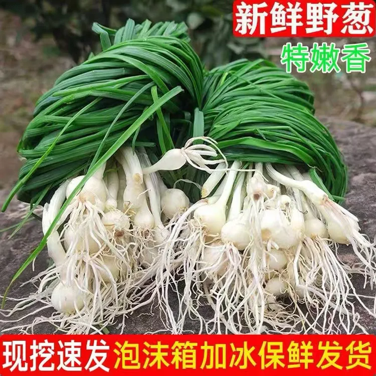 【现挖现发】新鲜野葱野香葱野蒜小根蒜野胡葱香葱小葱现挖现卖