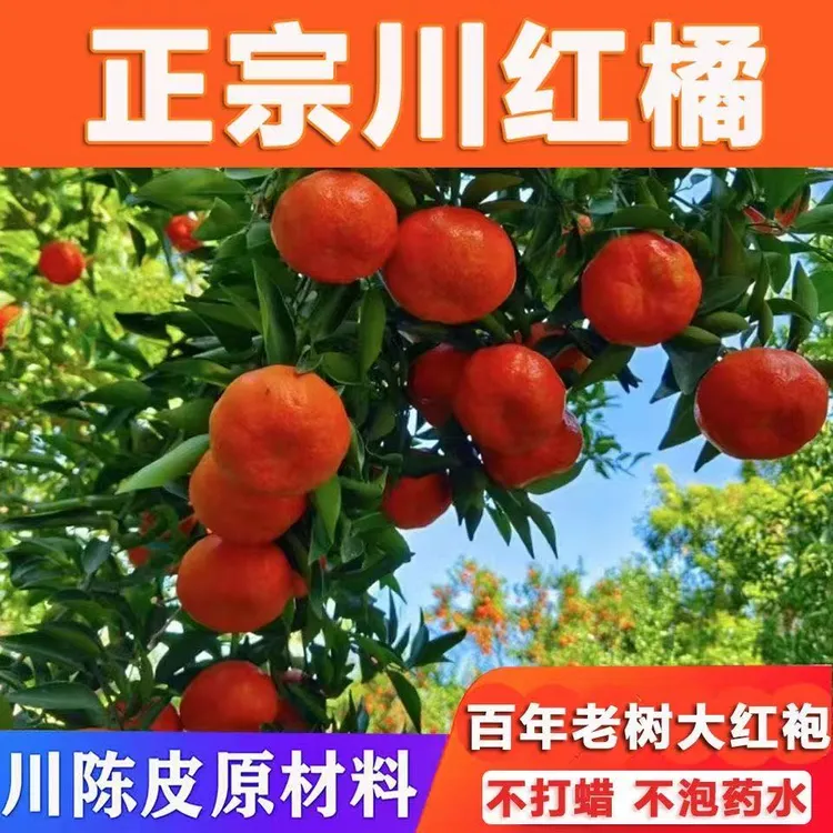 正宗老树川红橘陈皮原料顺丰四川红橘包邮