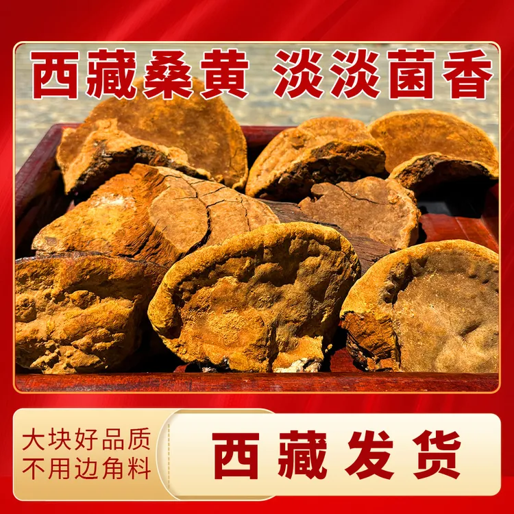 西藏雪域高海拔桑黄干货100g泡茶煮水