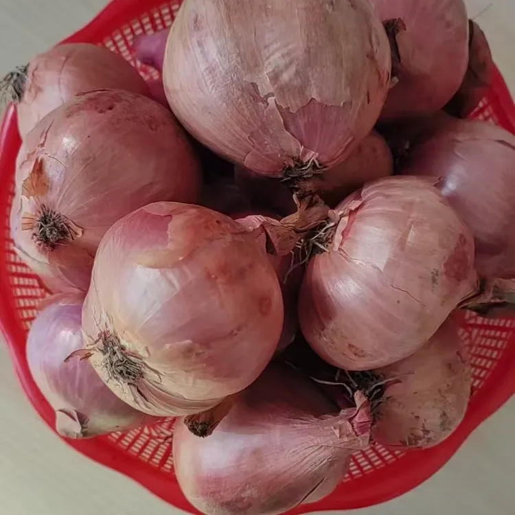 东北豪宅毛葱大号包邮正宗东北小毛葱