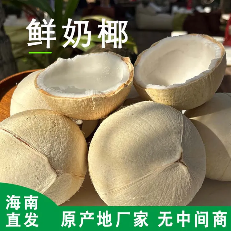 【海南直发】鲜奶椰椰皇牛奶椰子椰青海南椰子生鲜农副产品