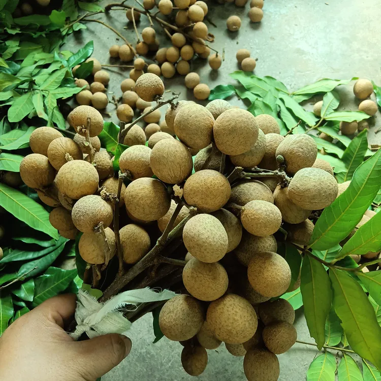 泸州合江现摘新鲜龙眼新鲜桂圆当季清甜多汁水果