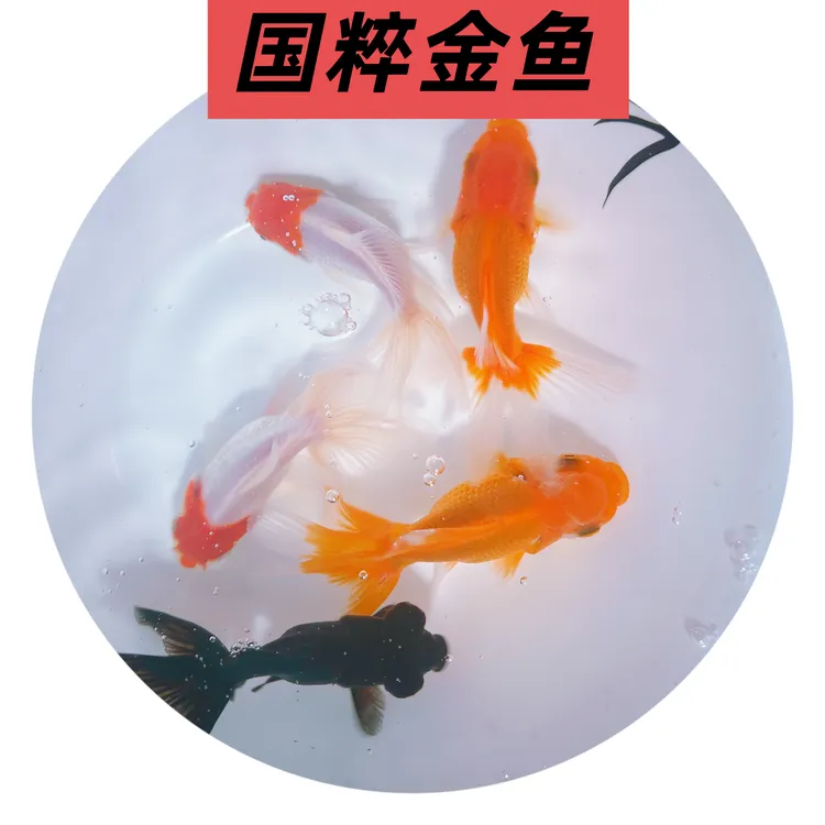 活鱼5条2红2白1黑淡水冷水好养耐活的金鱼观赏鱼适合新手养殖鲜活