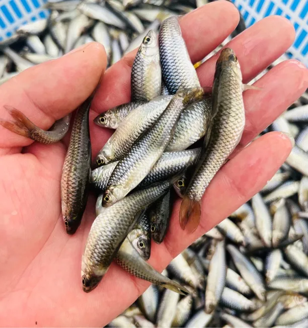 淡水新鲜活鱼现杀小麦穗鱼小河鱼罗汉鱼柳条鳑鲏鱼