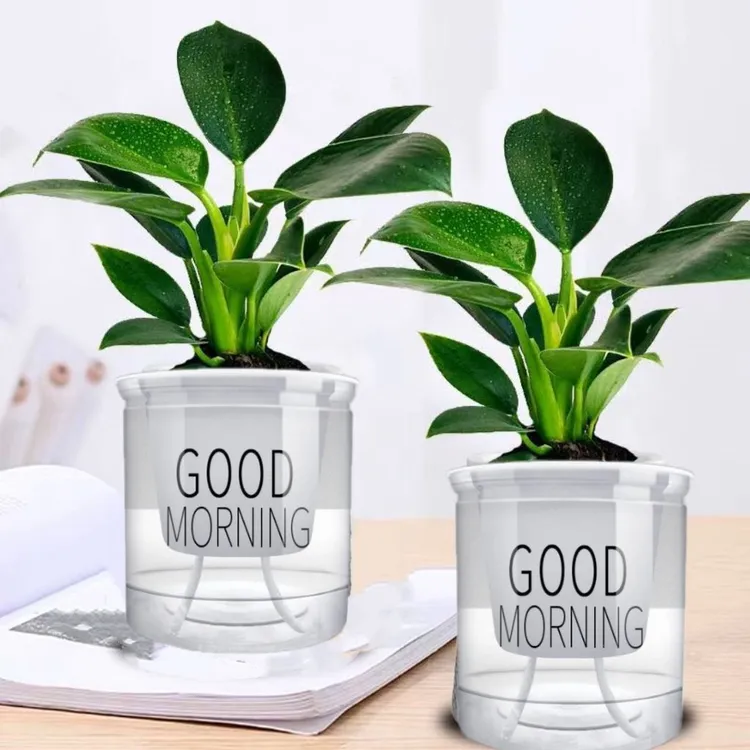 金钻绿公主盆栽植物净化空气适合办公室客厅摆放四季常青水培土培