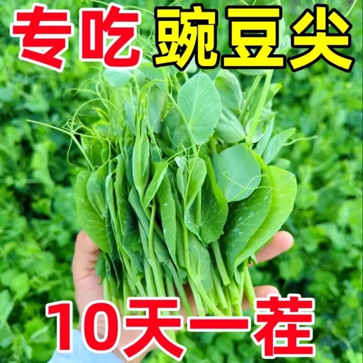 无须豌豆苗种子专吃豌豆尖四季芽苗菜甜豌豆种子阳台盆栽农家蔬菜