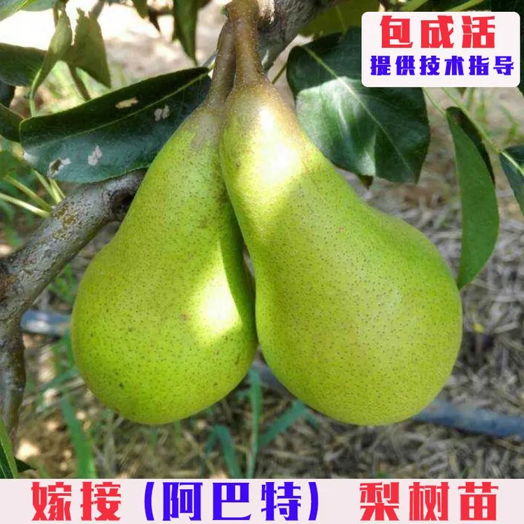 阿巴特梨树果苗嫁接特大脆甜西洋梨树苗南方北方庭院盆栽地栽果树
