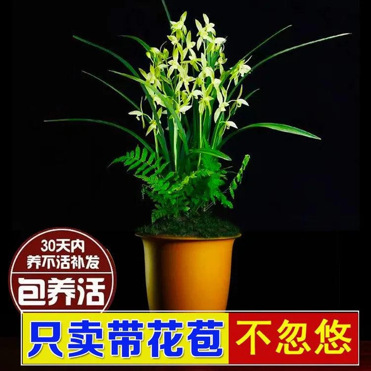 四季兰【兰花带花苞】名品香水观音兰花红室内办公室庭院绿盆栽花卉
