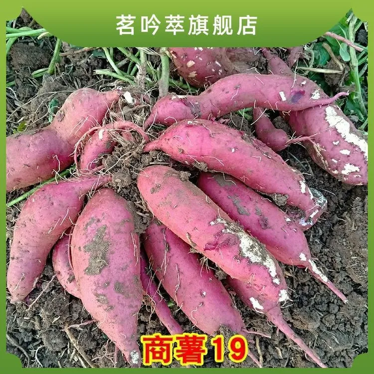安徽泗县白心红薯商薯19