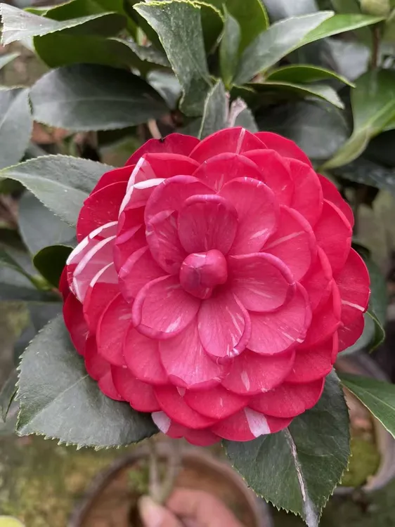 带花苞五色赤丹山茶花树苗四季开花耐寒耐热室内外好养盆栽