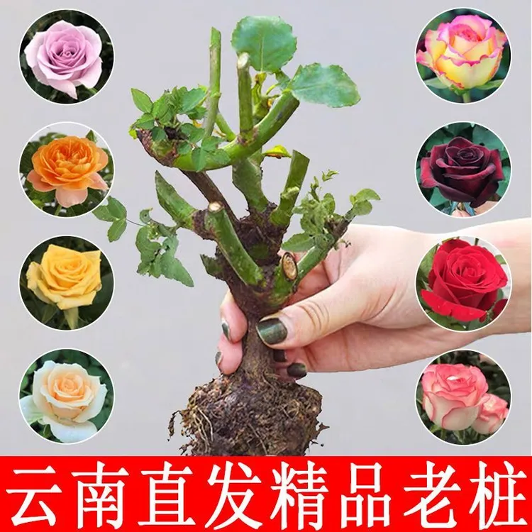 【买三送一】玫瑰花苗月季阳台花卉耐寒盆栽蔷薇花卉绿植不分品种发