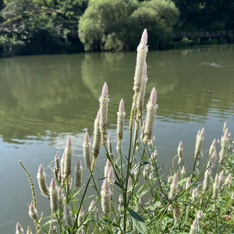 新鲜野生青葙花鸡冠花全草带根 青葙子 狼尾花 牛尾子花 鸡冠花