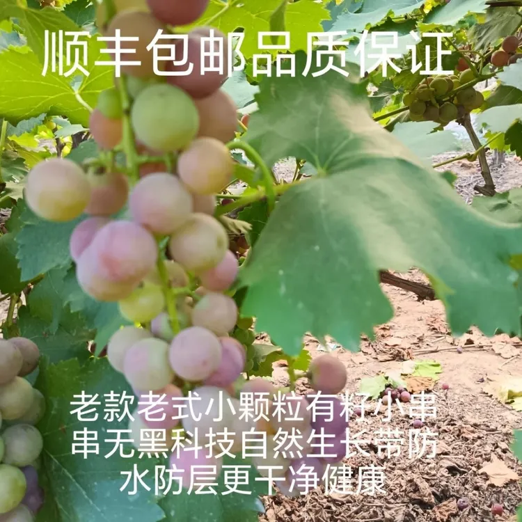 经典巨峰葡萄自然成熟儿时味道产地直发顺丰包邮