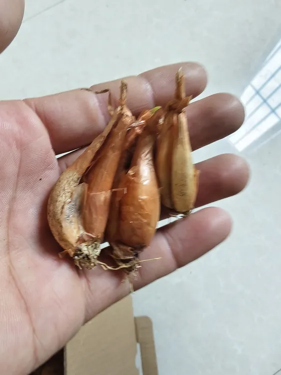 四川小香葱头黄葱头火葱头四季种植阳台盆栽佳品干葱头