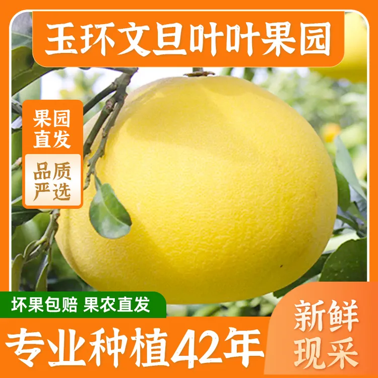 正宗玉环文旦柚40年老树当季新鲜孕妇水果白心蜜柚产地直发2.5斤