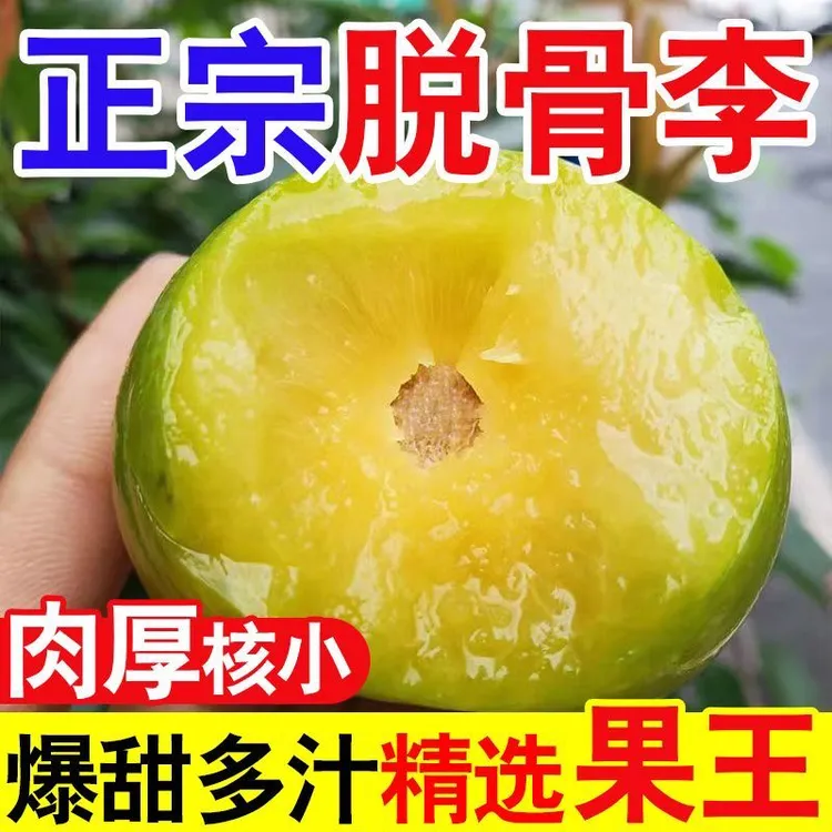 正宗四川脱骨青脆李新鲜应季水果脆甜多汁爽口肉厚