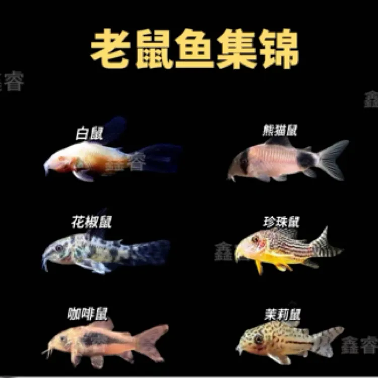 清道夫观赏鱼活体金苔鼠鱼缸清洁除藻工具小型淡水好养老鼠鱼宠物