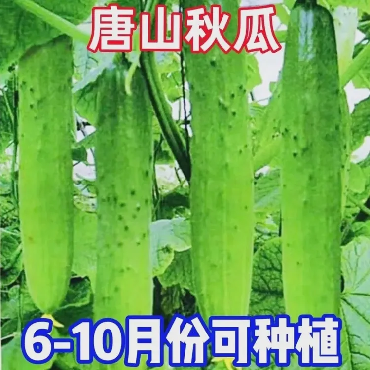 唐山秋瓜种子秋黄瓜高产水果西红柿黄瓜西瓜阳台秋季易蔬菜种子