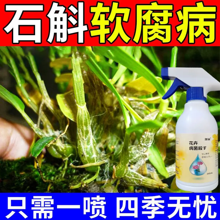 石斛专用肥石斛病全清烂根黄叶黑星病软腐病枯叶病疫病专用营养液