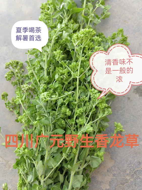【热销四川香龙草】香龙茶广元香笼草自然阴干清香味浓香炉草