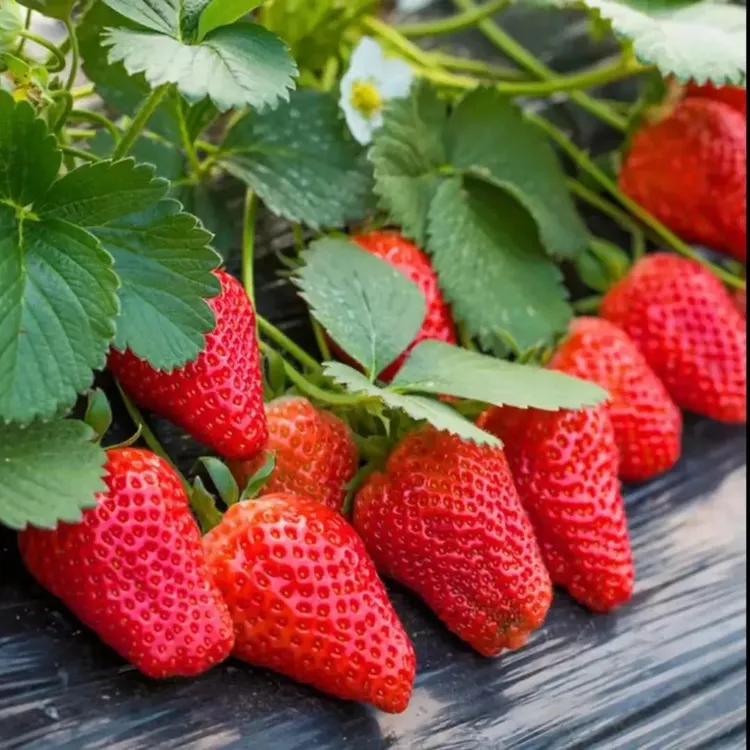 【丹东奶油草莓种子】四季播种草莓种籽阳台盆栽蔬菜庭院室外商品图