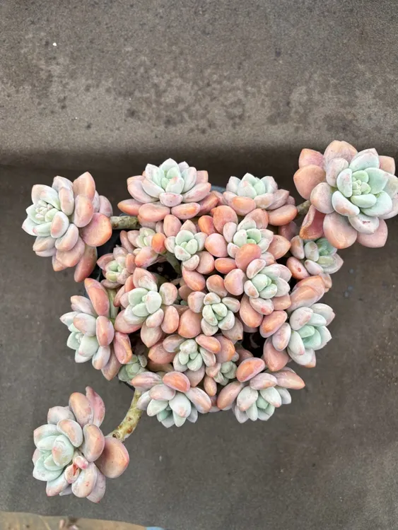 视频中的红洛神一物一拍