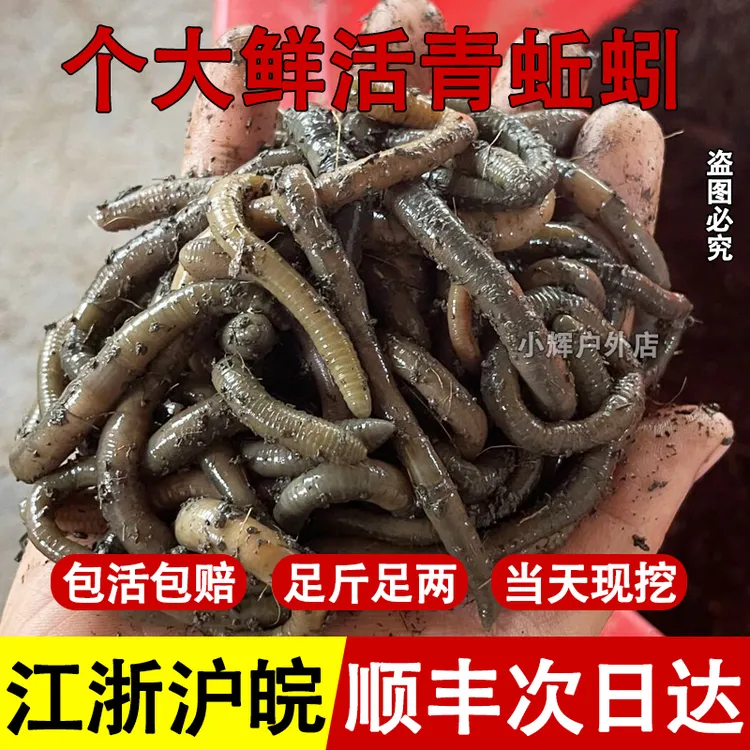 顺丰包邮鲜活青蚯蚓黑蚯蚓特大号腥臭钓鱼黄鳝活饵蚯蚓活饵
