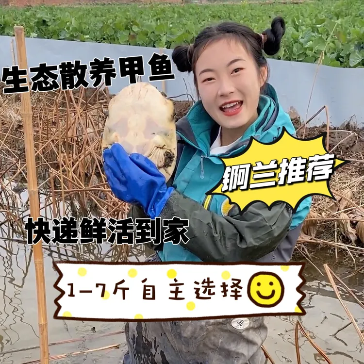 小表妹藕塘生态散养甲鱼水鱼1一7斤喂活鱼活虾，甲鱼活体水老鳖