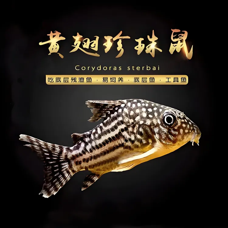 金翅珍珠鼠底层鱼鱼观赏鱼易饲养吃残渣小型热带钻石观赏鱼活鱼