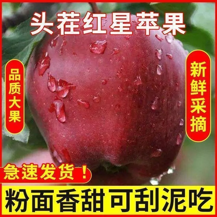 陕西洛川红星苹果宝宝粉面老人刮粉苹果刮泥嘎啦苹果