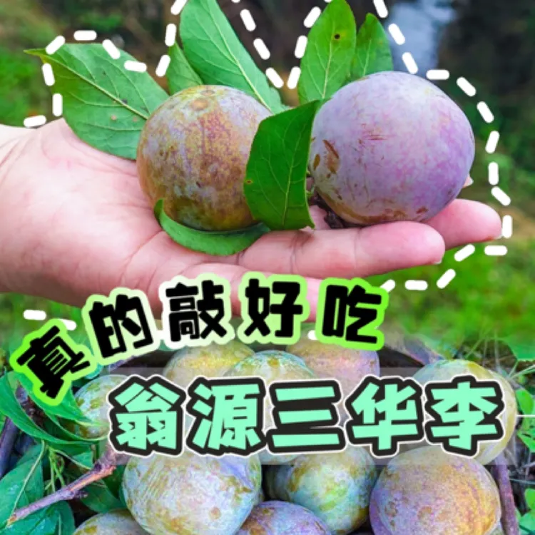 广东韶关正宗翁源三华李新鲜采摘甜脆好吃