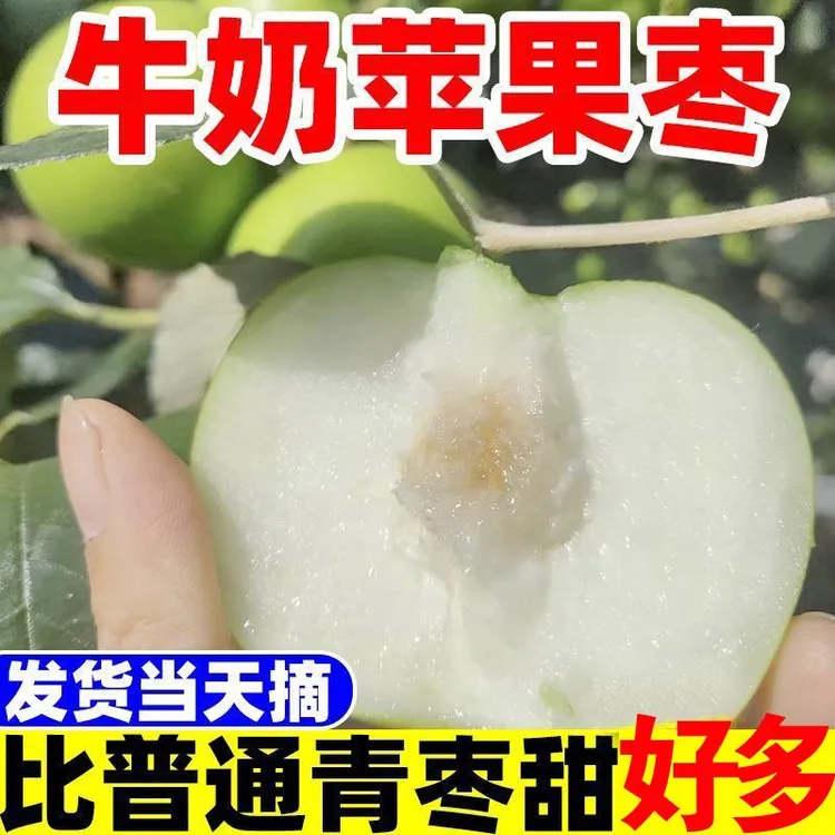 【云南直发】西双版纳高山苹果枣脆甜爽口肉嫩爆汁新鲜采摘现摘现发