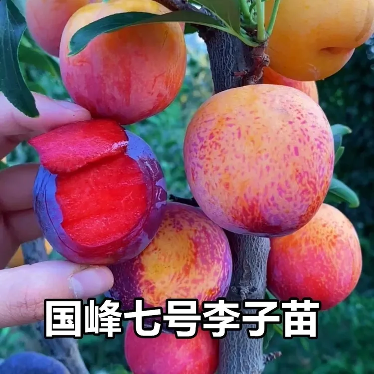  正宗嫁接国峰七号李子苗新品种早熟李子苗南北方种植包成活商品图