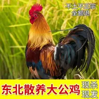东北散养黑爪大公鸡 林间溜达鸡杀好肉质紧实带内脏 顺丰包邮
