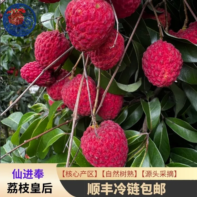 【当天采摘】仙进奉荔枝皇后产地直发顺丰冷链包邮