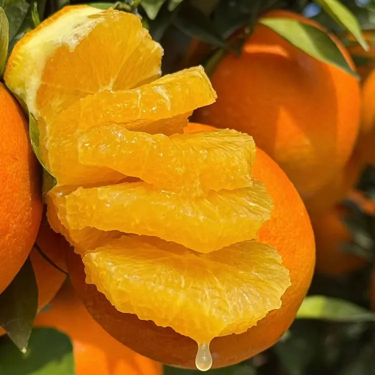 正宗江西赣南脐橙寻乌脐橙农家甜橙子现摘新鲜自产自销10斤