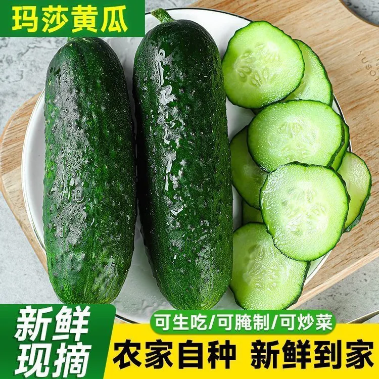 【每日现摘】山东新鲜玛莎水果黄瓜3/5斤现摘小黄瓜脆嫩美味产地发