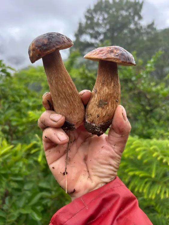 新鲜美味牛肝菌精品货