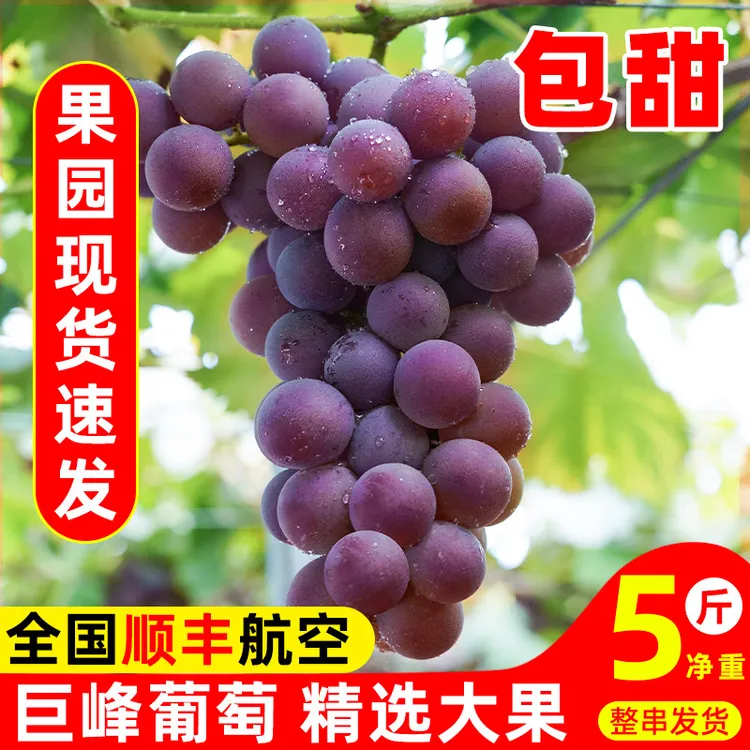 巨峰葡萄浦江巨峰葡萄5斤顺丰冷链果园直发新鲜当季水果爆甜多汁