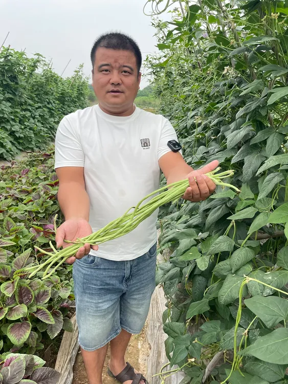 湖南益阳本地长豆角链接